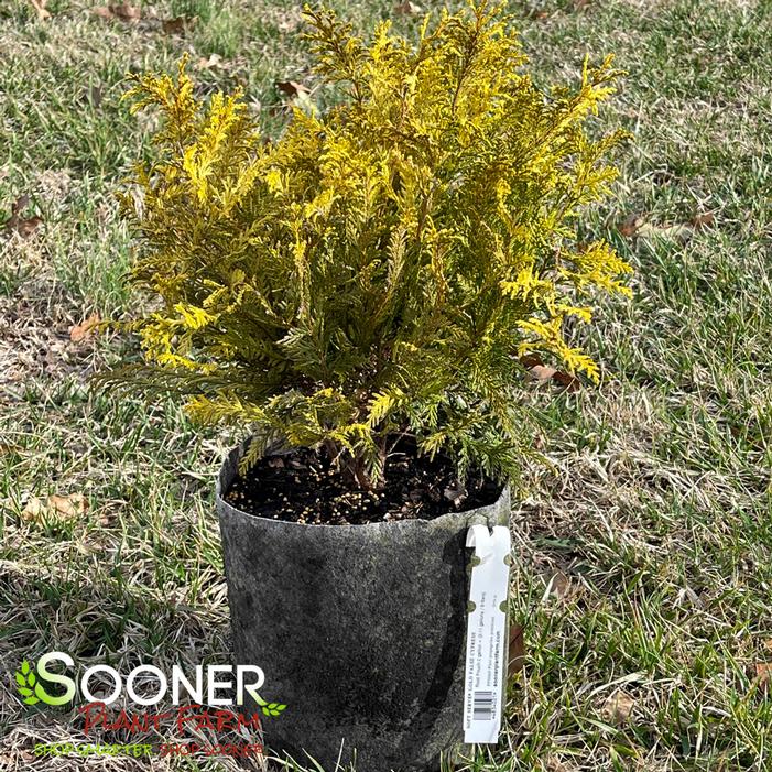 SOFT SERVE® GOLD FALSE CYPRESS