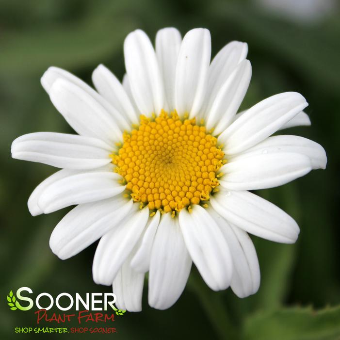 LUCILLE™ GRACE SHASTA DAISY