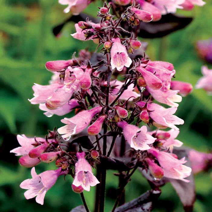 DAKOTA™ BURGUNDY BEARDTONGUE