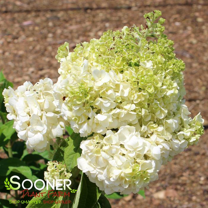 CANDELABRA® HYDRANGEA