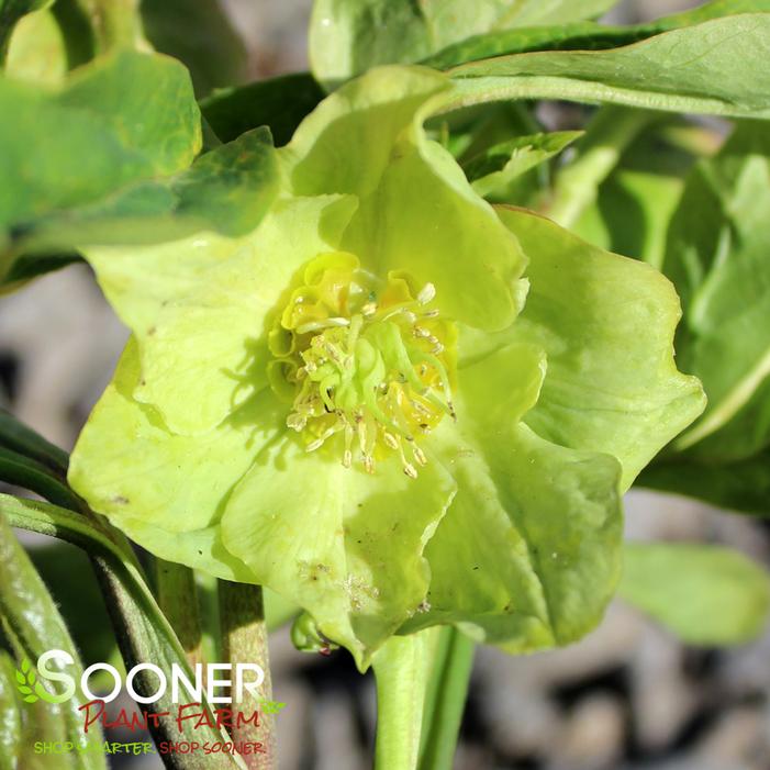 HONEYMOON® IRISH LUCK LENTEN ROSE