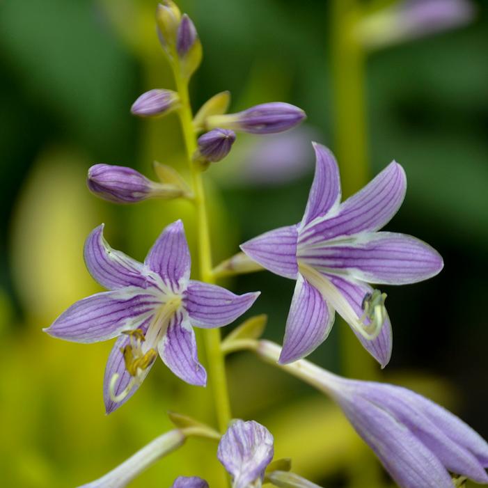 MUNCHKIN FIRE HOSTA