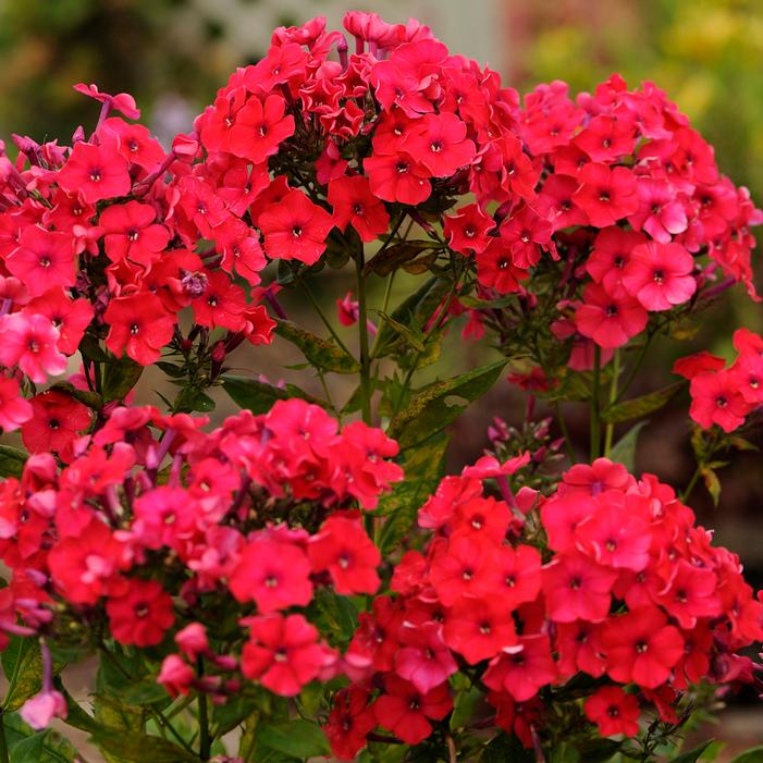 RED RIDING HOOD GARDEN PHLOX