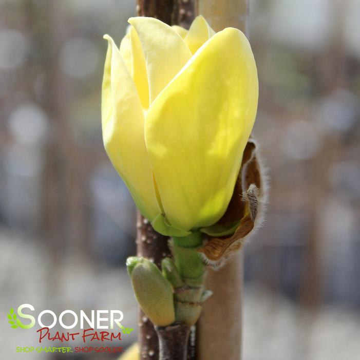 YELLOW BIRD MAGNOLIA