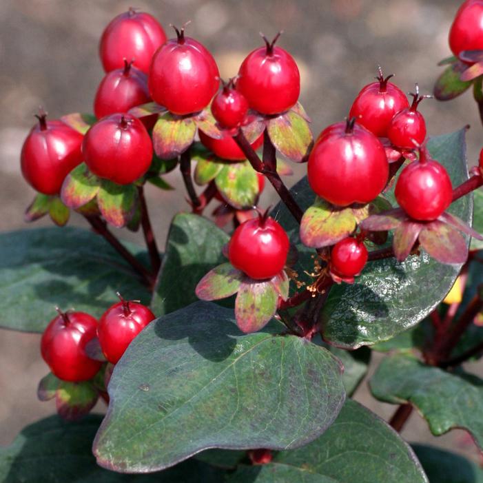 HYPERBERRIES MAROON ST. JOHN'S WORT