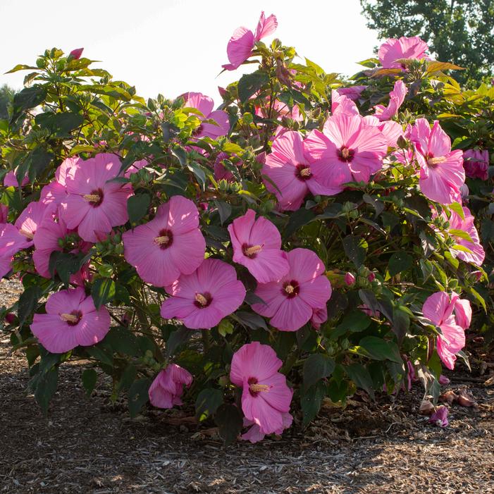 HEAD OVER HEELS® ADORE™ HARDY HIBISCUS