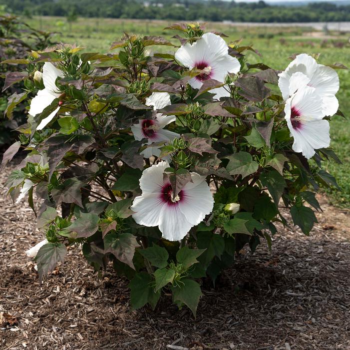 HEAD OVER HEELS® DREAM™ HARDY HIBISCUS