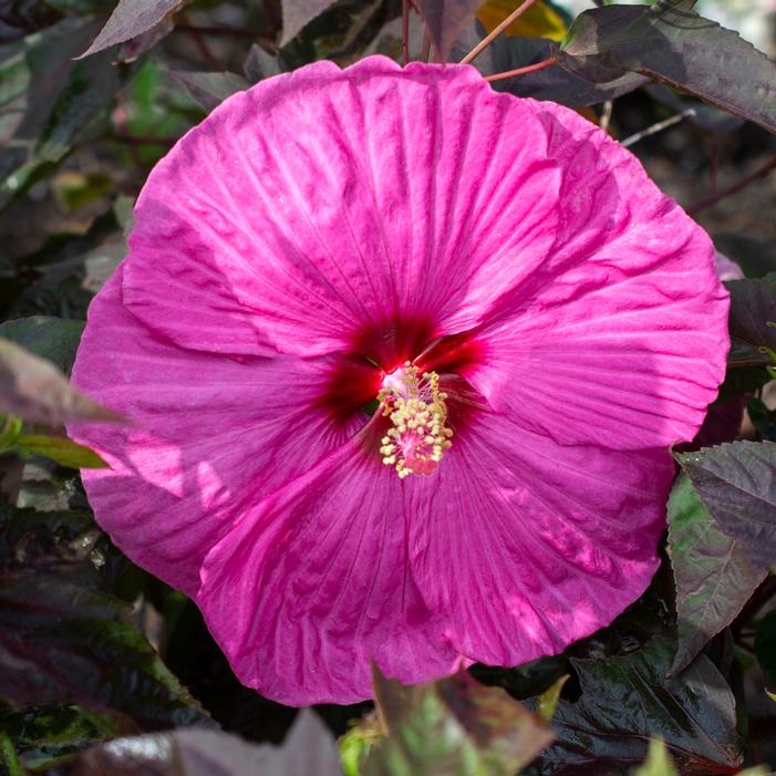 HEAD OVER HEELS® PASSION™ HARDY HIBISCUS