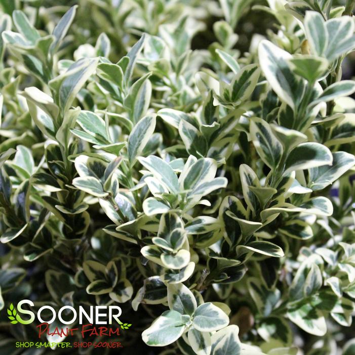 VARIEGATED ENGLISH BOXWOOD