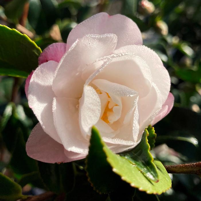 OCTOBER MAGIC® ORCHID™ CAMELLIA