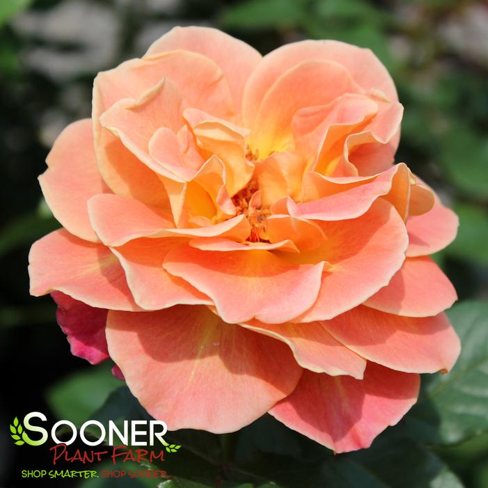 ROSIE THE RIVETER™ FLORIBUNDA ROSE