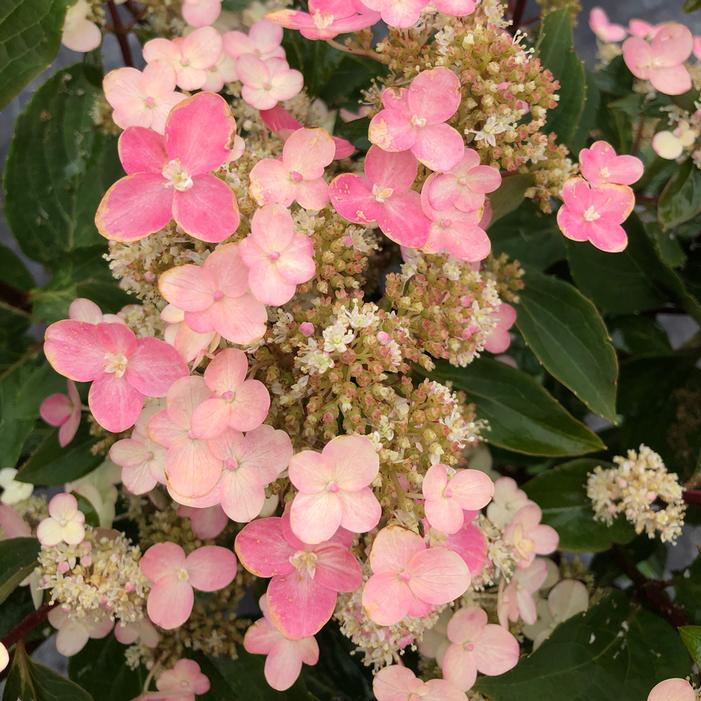 TORCH™ HYDRANGEA