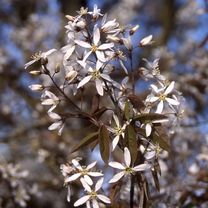 PRINCESS DIANA SERVICEBERRY