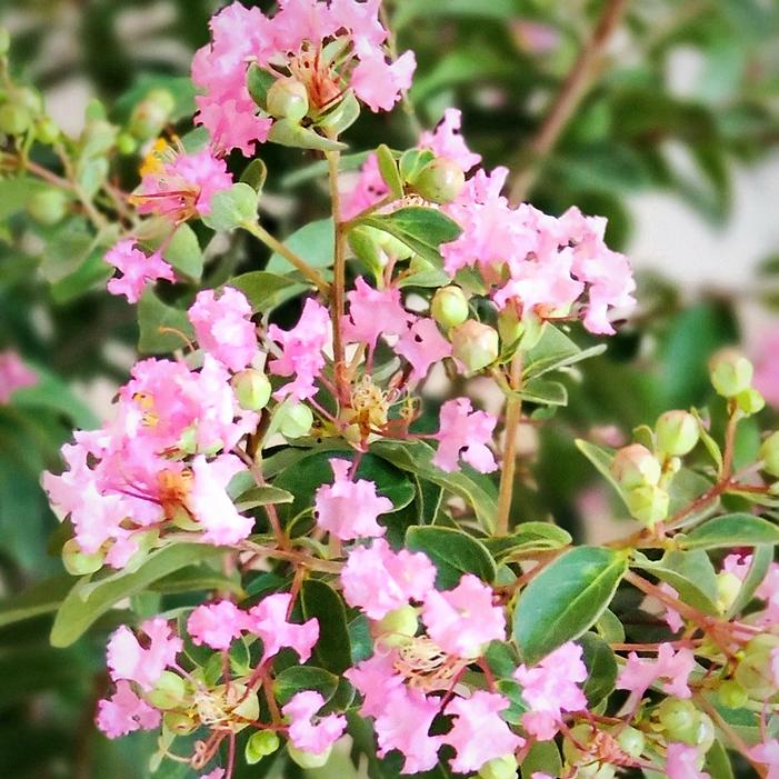 GREATMYRTLE™ COTTON CANDY CRAPEMYRTLE