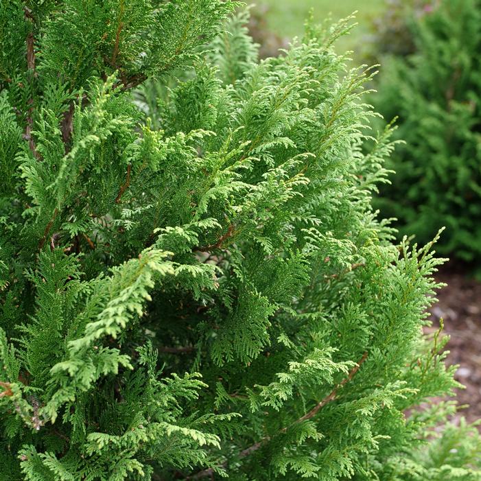 CEDAR RAPIDS™ FALSE CYPRESS