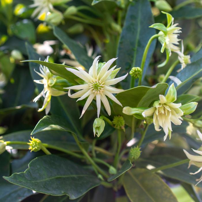 STAR FLOWER ORION™ ILLICIUM