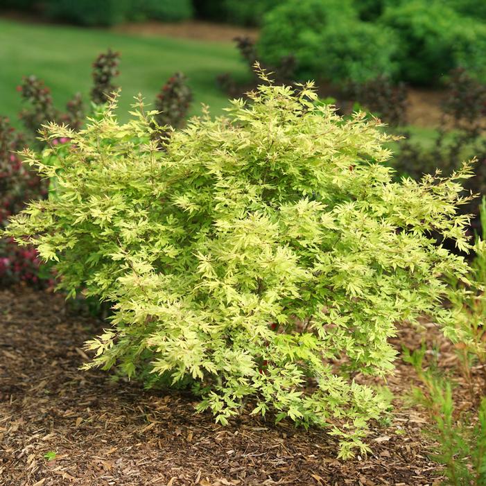 METAMORPHOSA® UPRIGHT JAPANESE MAPLE