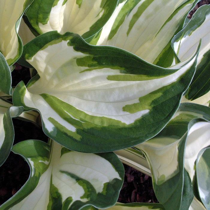 LOYALIST HOSTA