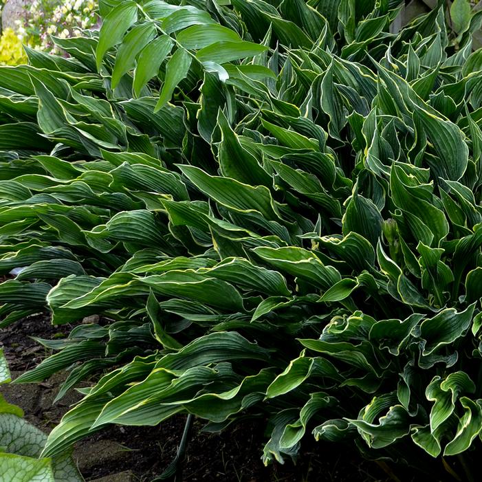 PRAYING HANDS HOSTA