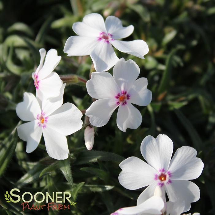 AMAZING GRACE CREEPING PHLOX