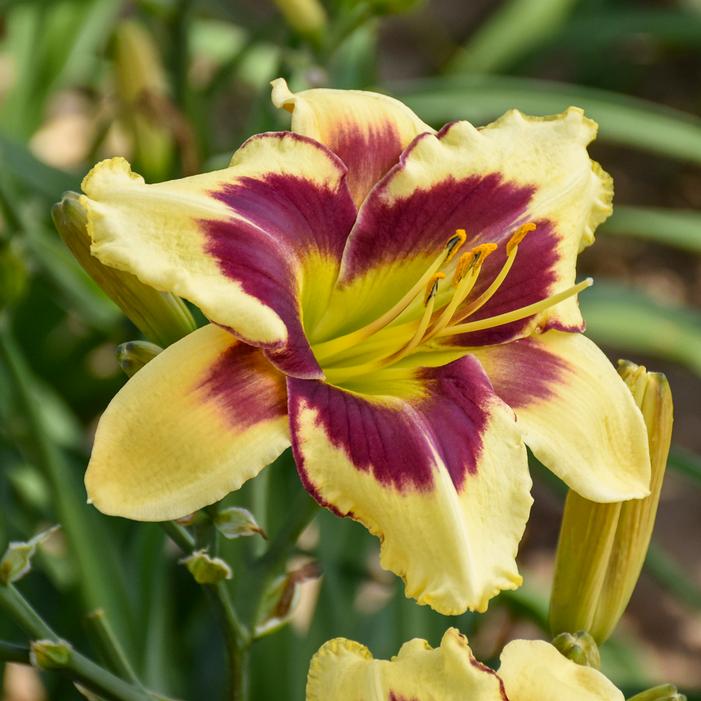 RAINBOW RHYTHM® STAR OF THE NORTH DAYLILY