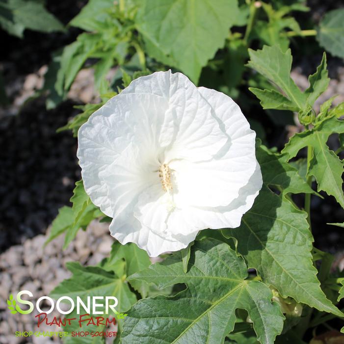 MARSHMALLOW MOON HARDY HIBISCUS