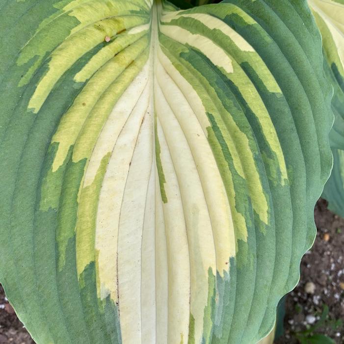 SHADOWLAND® LOVE STORY HOSTA