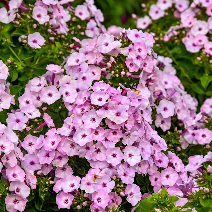 GARDEN GIRLS® FANCY GIRL GARDEN PHLOX