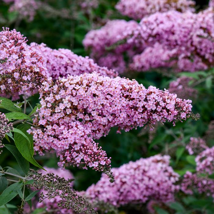 PINK CASCADE II BUTTERFLY BUSH