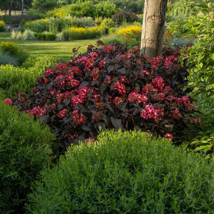 ECLIPSE® HYDRANGEA