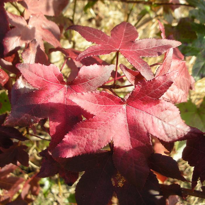 GOLD BEACON SWEETGUM