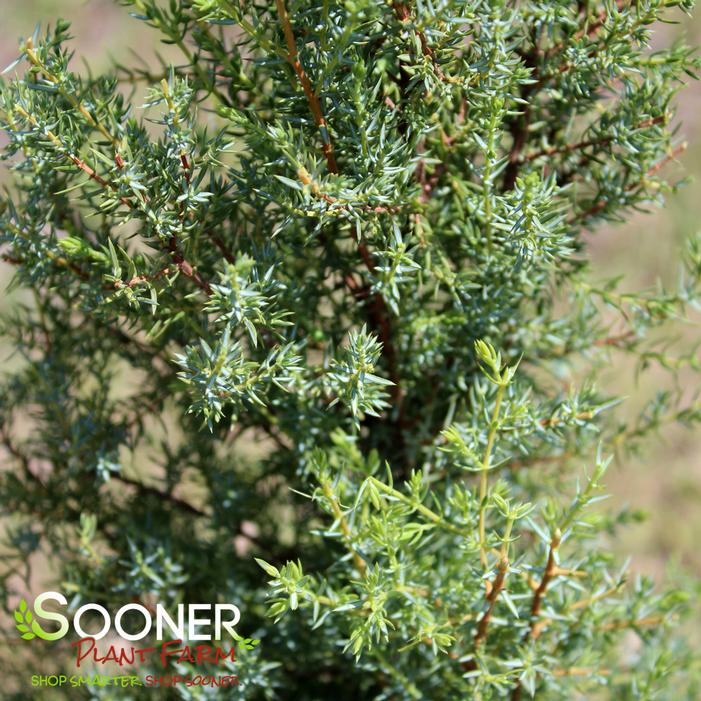 COMMON JUNIPER