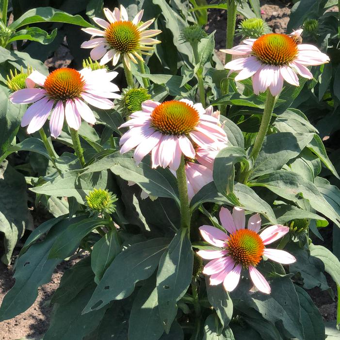 BUTTERFLY™ PINK SKIPPER CONEFLOWER