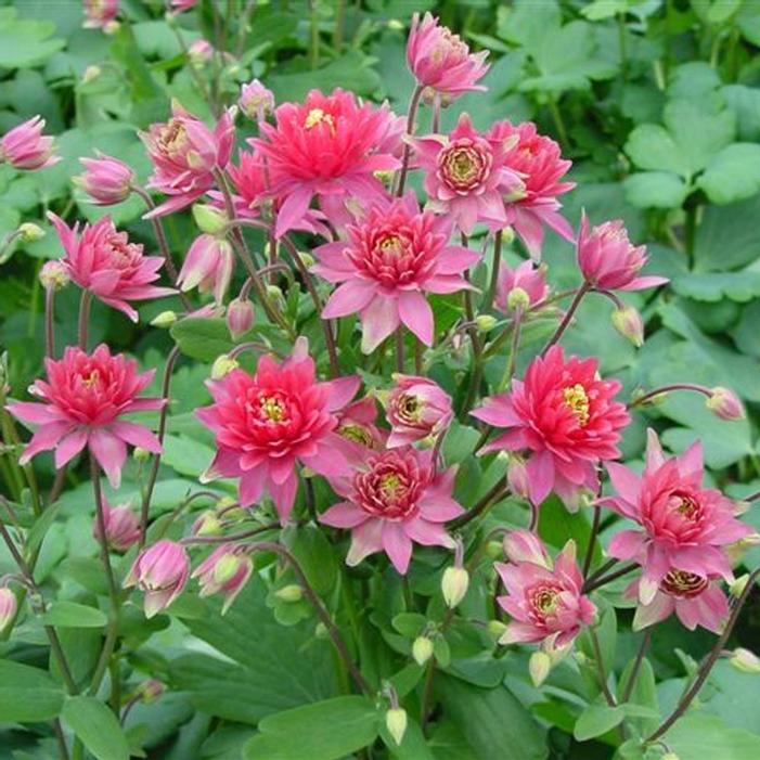 CLEMENTINE RED COLUMBINE