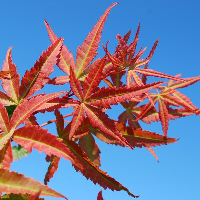 PHOENIX UPRIGHT JAPANESE MAPLE