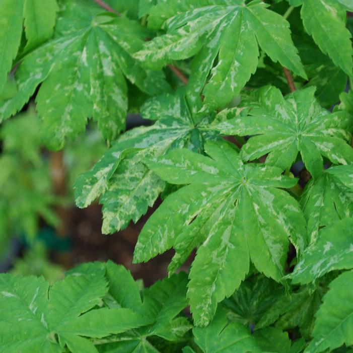 KUMOI NISHIKI FULL MOON UPRIGHT JAPANESE MAPLE