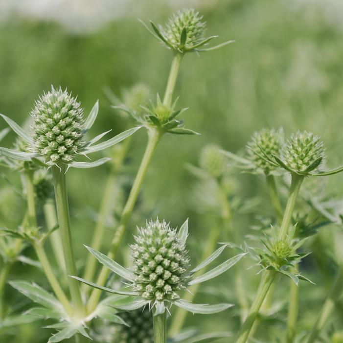 WHITE GLITTER SEA HOLLY