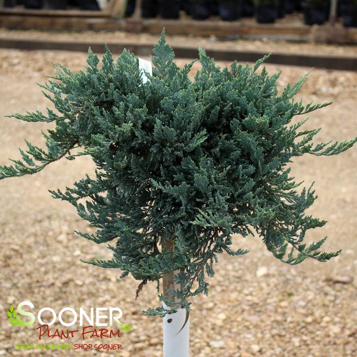 BLUE CHIP JUNIPER PATIO TREE