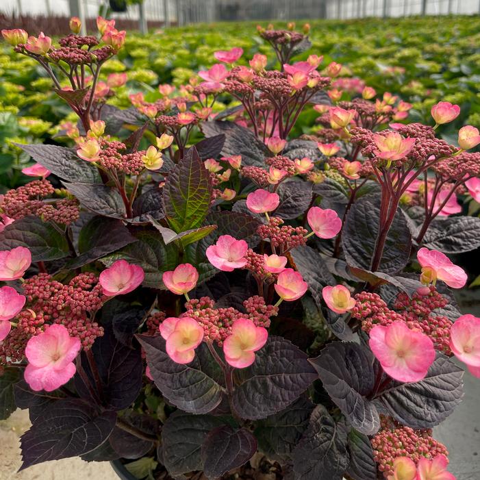 PINK DYNAMO™ HYDRANGEA