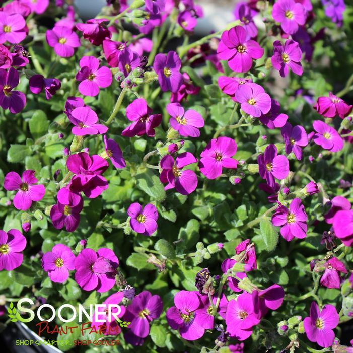 ROCK ON PINK ROCK CRESS