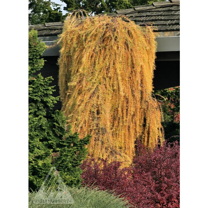 WEEPING EUROPEAN LARCH