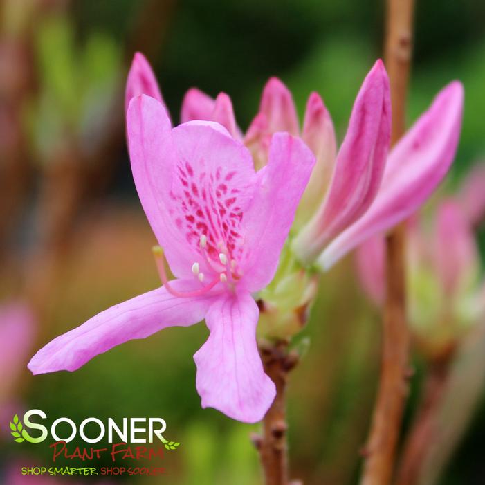 LILAC LIGHTS™ DECIDUOUS AZALEA