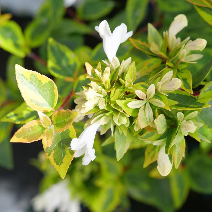 BRILLIANTINA™ ABELIA