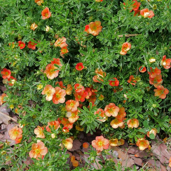 HAPPY FACE® ORANGE POTENTILLA