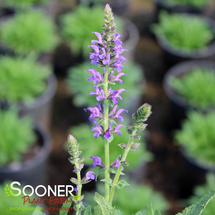 MARCUS MEADOW SAGE