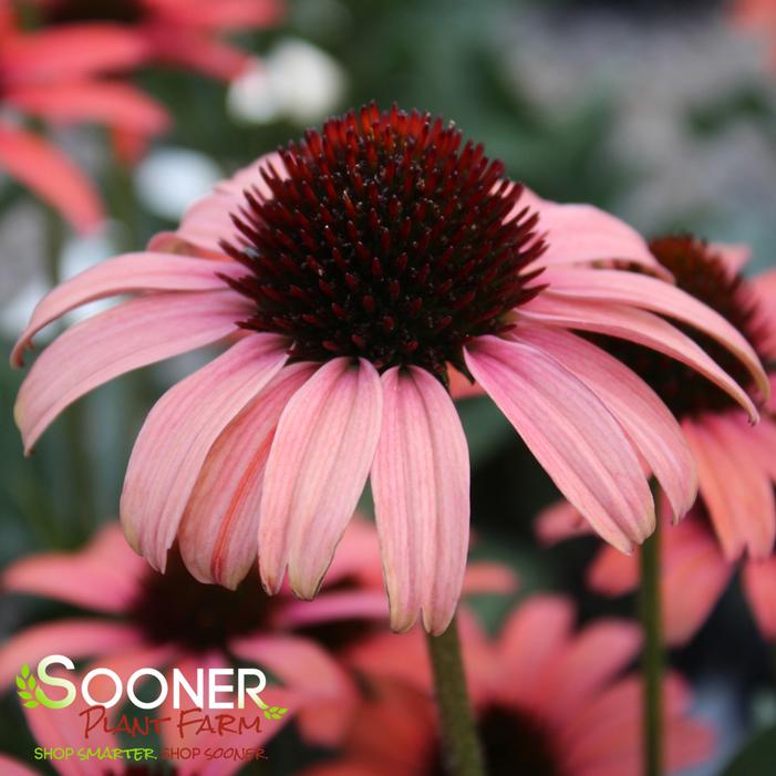 DARK SHADOWS™ MYSTIC CONEFLOWER