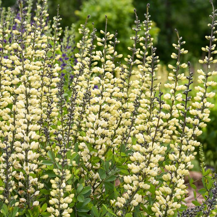 DECADENCE® VANILLA CREAM II FALSE INDIGO