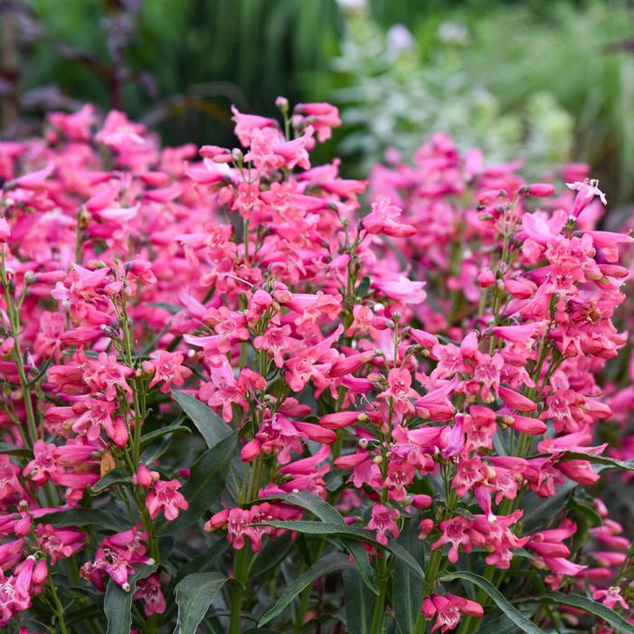 BEJEWELED™ PINK PEARLS BEARDTONGUE