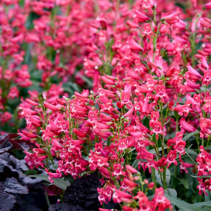 BEJEWELED™ ROSE RHINESTONES BEARDTONGUE