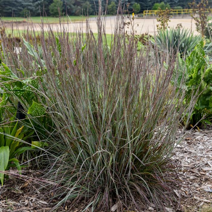 PRAIRIE WINDS® BRUSH STROKES LITTLE BLUESTEM